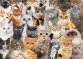 Peter Pauper Press, All The Cats