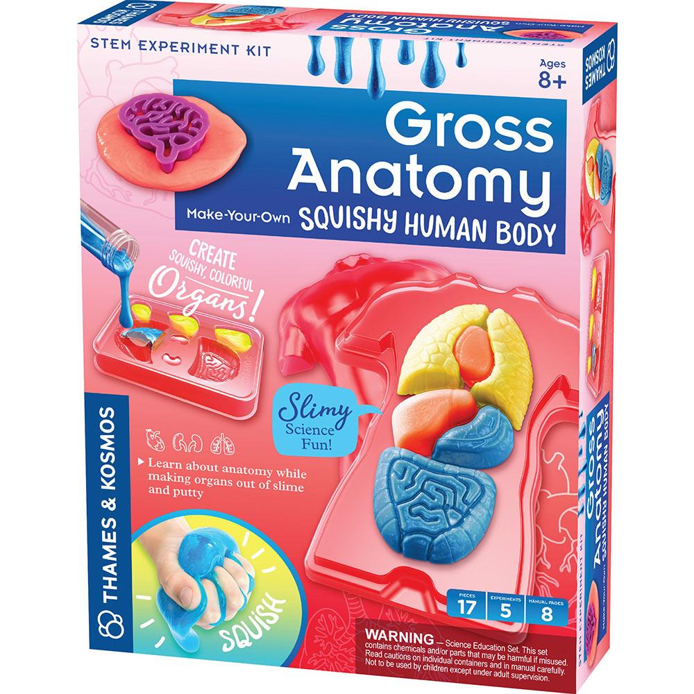 Gross Anatomy: Make Your Own Squishy Human Body