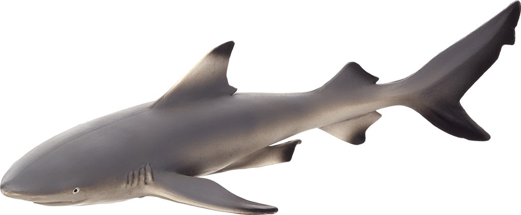 Black Tip Reef Shark, MOJO